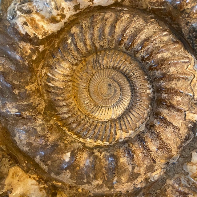 Large Ammonite Fossil Unique Accent For Sale - Image 13 of 16