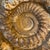 Large Ammonite Fossil Unique Accent For Sale - Image 13 of 16