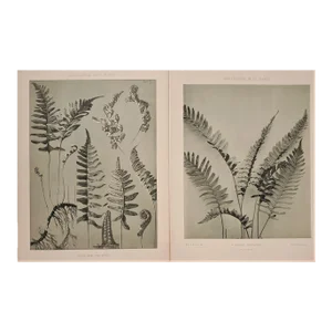 1903 Pair- French Antique Botanicals- Woodland Ferns -