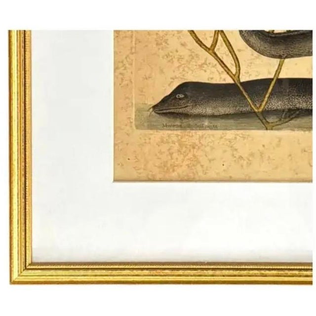 Mark Catesby Engraving, "Black Murrey" Moray Eel, Framed For Sale - Image 4 of 9