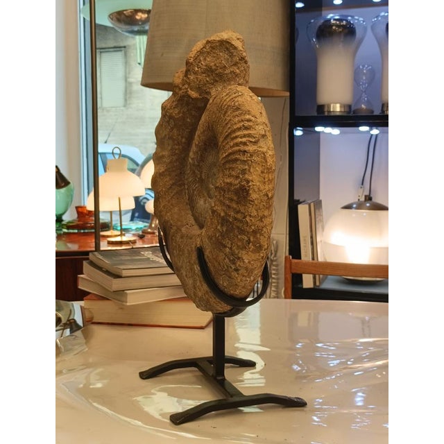 Prehistoric Ammonite Fossil on Iron Stand For Sale - Image 4 of 10