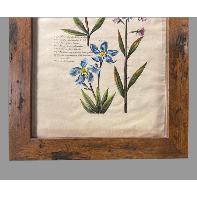 Rustic Antique Custom Rustic Country Framed Latin Botanical Flower Print For Sale - Image 3 of 9