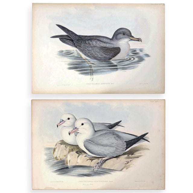 Rare Gould Pattern Gallery, 19th Century Hand-Colored Lithographs From John Gould’s Birds of Australia | Custom Mat Selection - Set of 6 For Sale - Image 10 of 18