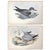 Rare Gould Pattern Gallery, 19th Century Hand-Colored Lithographs From John Gould’s Birds of Australia | Custom Mat Selection - Set of 6 For Sale - Image 10 of 18