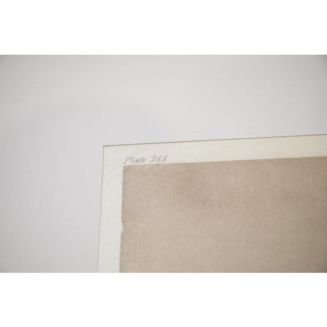 1910s Edward S. Curtis "The Bowman" Photogravure on Gampi Tissue, 1916 — Nootka Archer, Cardozo Collection For Sale - Image 5 of 8