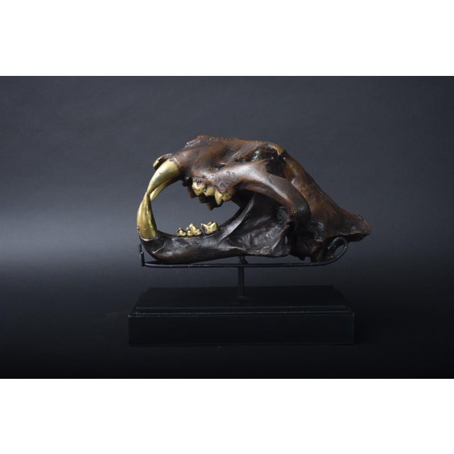 Metal sculpture in the form of a large predatory cat skull with an open jaw and prominent gold-toned fangs, mounted on a...