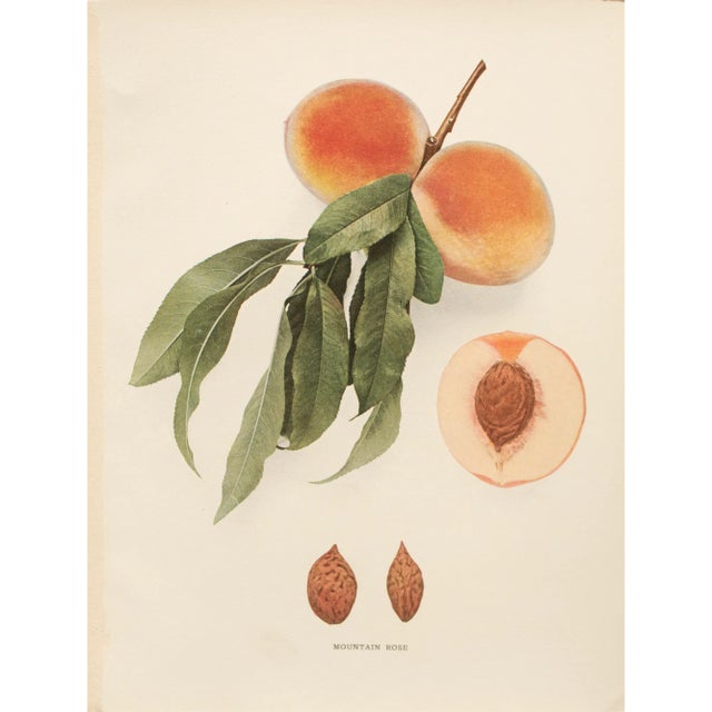 1900s U. P. Hedrick, Original Antique Photogravure of Mountain Rose Peaches For Sale