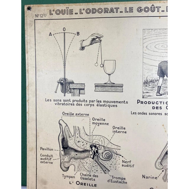 Vintage Cardboard Senses Poster For Sale - Image 6 of 15