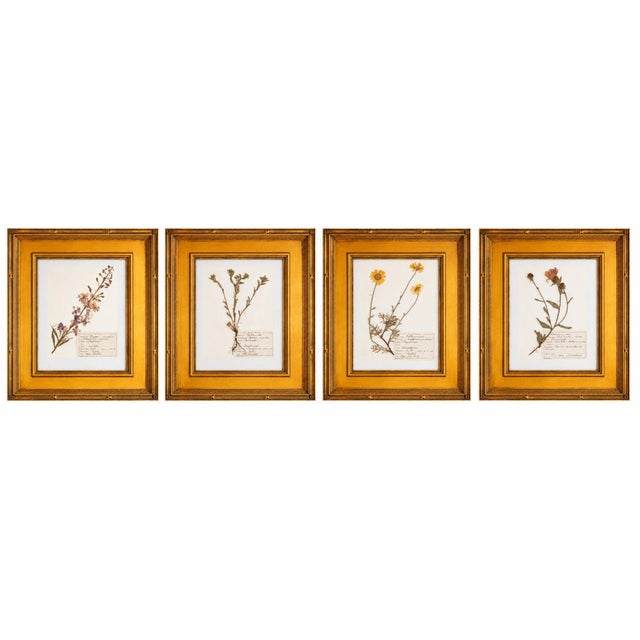 French Country Custom Framed Vintage Finnish Herbarium Botanical Specimens, Set of Four For Sale - Image 3 of 16