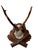 Roe Deer Trophy 82 Black Foret Antlers Mount For Sale In Aspen - Image 6 of 6