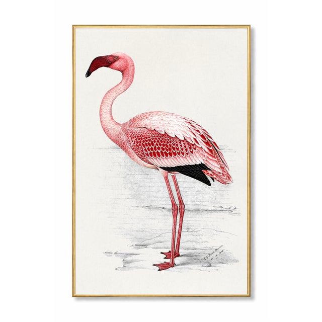 Refined natural history illustration of the Lesser Flamingo (Phoenicopterus minor), created in 1919 by C. G. Finch-Davies....