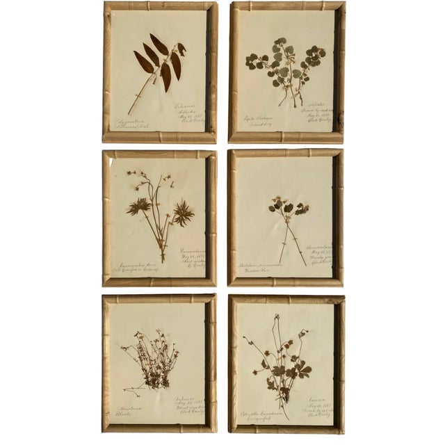 Antique Herbarium Botanicals, 1897 — Set of 10 For Sale - Image 4 of 17