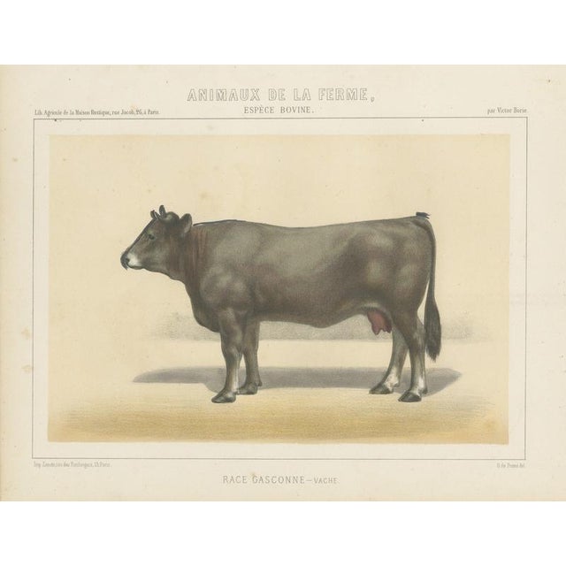 After Borie, Gascon Cow, French Cattle from Animaux De La Ferme, 1863, Chromolithograph For Sale - Image 9 of 9