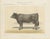 After Borie, Gascon Cow, French Cattle from Animaux De La Ferme, 1863, Chromolithograph For Sale - Image 9 of 9