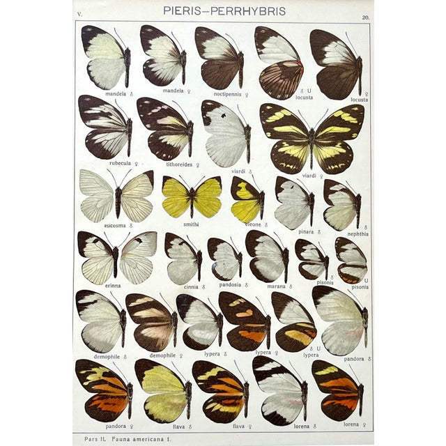 Realism Antique Original Color Lithograph of American Butterflies by Seitz 1911 For Sale - Image 3 of 6