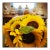 Contemporary Sunflowers From Bridgehampton Original Photograph For Sale
