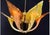 Mid 20th Century Italian Murano Style Art Glass Leaf Chandelier in Amber and Brown – 6 Light For Sale - Image 4 of 9