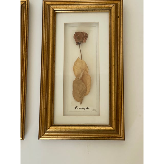 1970s Pair of Lovely Vintage Herbarium Roses, Framed For Sale - Image 4 of 6