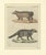 Antique Asian Civets & Kopi Luwak Natural History Engraving Bertuch, 1820 For Sale - Image 9 of 10
