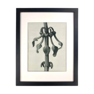 Framed Vintage Botanical Blossfeldt Print - No. 25 For Sale