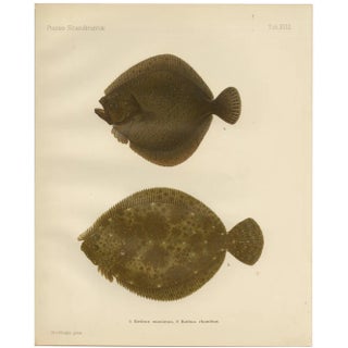 Wilhelm von Wright, Turbot and Brill, Scandinavian Flatfish, 1895, Lithograph For Sale