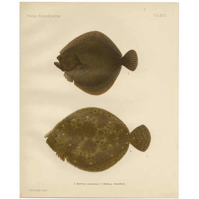 Wilhelm von Wright, Turbot and Brill, Scandinavian Flatfish, 1895, Lithograph For Sale