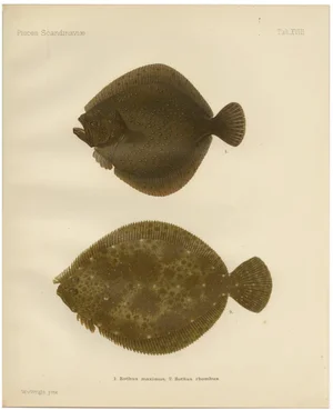 Wilhelm von Wright, Turbot and Brill, Scandinavian Flatfish, 1895, Lithograph