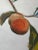 “Is That All" Contemporary Impressionist Still Life (Includes Frame) of Peach Branch by Mill Valley Artist Mary Anne McKernie For Sale - Image 4 of 8