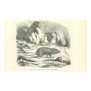 Paul Gervais, Spiny Mouse, Lithograph, 1854 For Sale