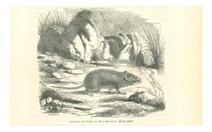 Paul Gervais, Spiny Mouse, Lithograph, 1854