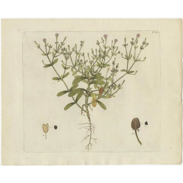 Jacquin, Various Plants, 1790, Set of 4 For Sale - Image 3 of 6