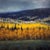 Gold in the Hills by Seth Winegar | Oil Painting of a landscape with golden trees and hills. For Sale