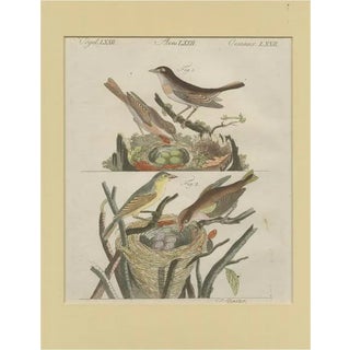Schmuzer, Nightingales, Engraving For Sale
