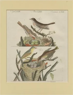 Schmuzer, Nightingales, Engraving