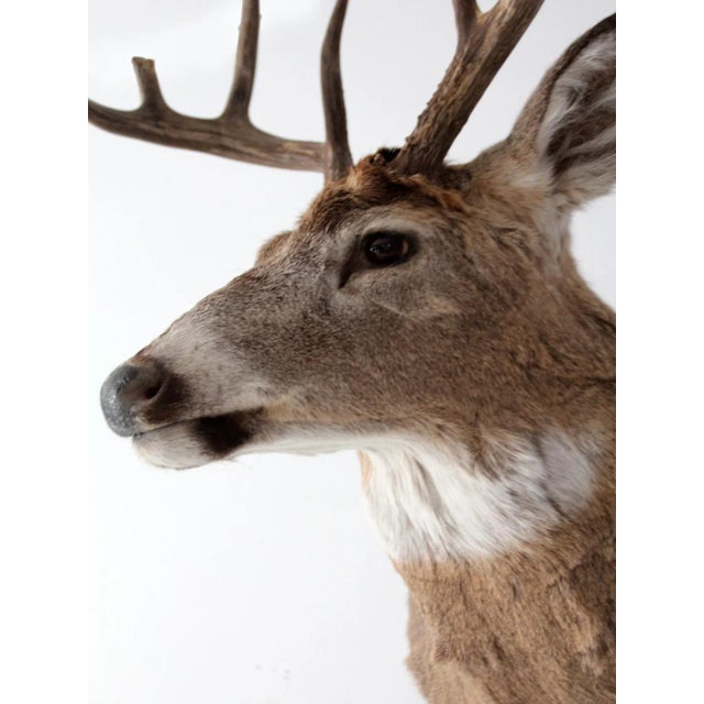 Mid 20th Century Antique Deer Mount For Sale - Image 5 of 10