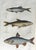 Modern Early 19th Century Bleak, Dace & Roach Fish Variety Print For Sale - Image 3 of 4