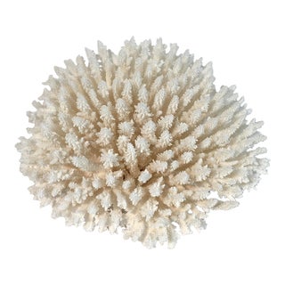 Natural Table Coral Specimen Coastal Home For Sale