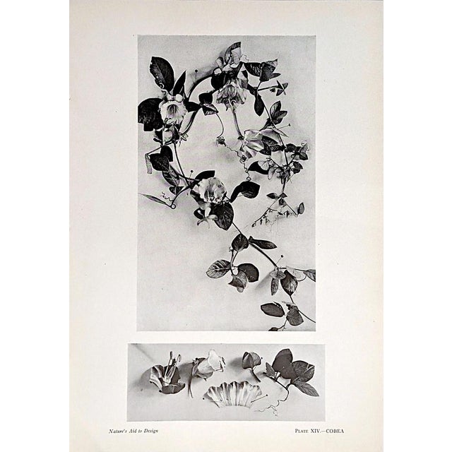 1900 - 1909 Set of 12 Antique Botanical Photogravure Plates From the First Edition of Nature's Aid to Design (1907) For Sale - Image 5 of 13