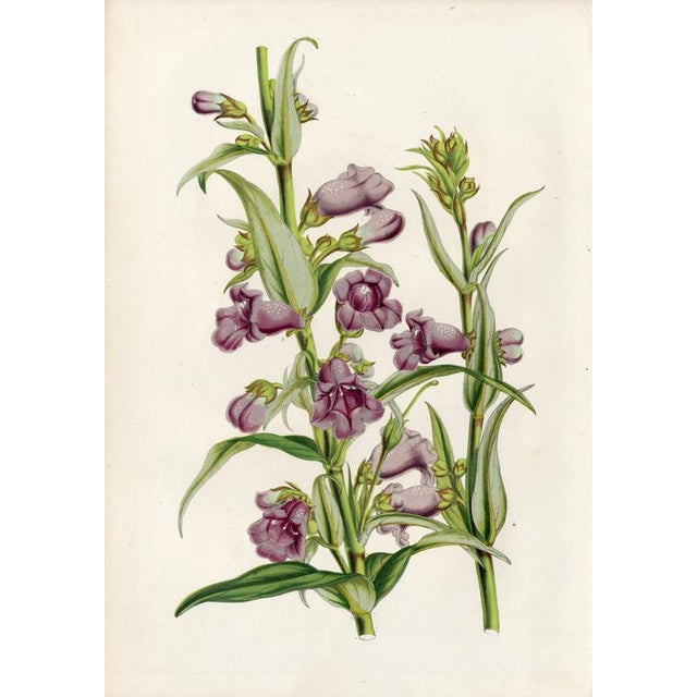 14 Van Houtte Botanicals! Hand Color c.1853 Set B For Sale - Image 10 of 15