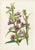 14 Van Houtte Botanicals! Hand Color c.1853 Set B For Sale - Image 10 of 15