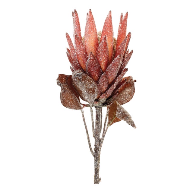 Red Protea Flower Stem (Set of 2) For Sale