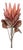 Red Protea Flower Stem (Set of 2) For Sale