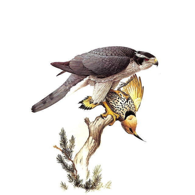 "Birds of the Northern Forest" Book 1966 Livingston, John A. For Sale - Image 11 of 11