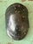 Vintage Italian Scagliola Pigmented Plaster Turtle Shell For Sale - Image 11 of 12