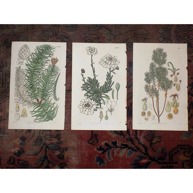 Antique Early 19th Century Hand Colored Copperplate Botanical Engravings - Set of 3 For Sale In Cincinnati - Image 6 of 6