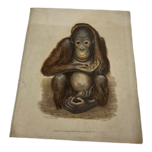 Early 19th Century Antique English Chimp Print