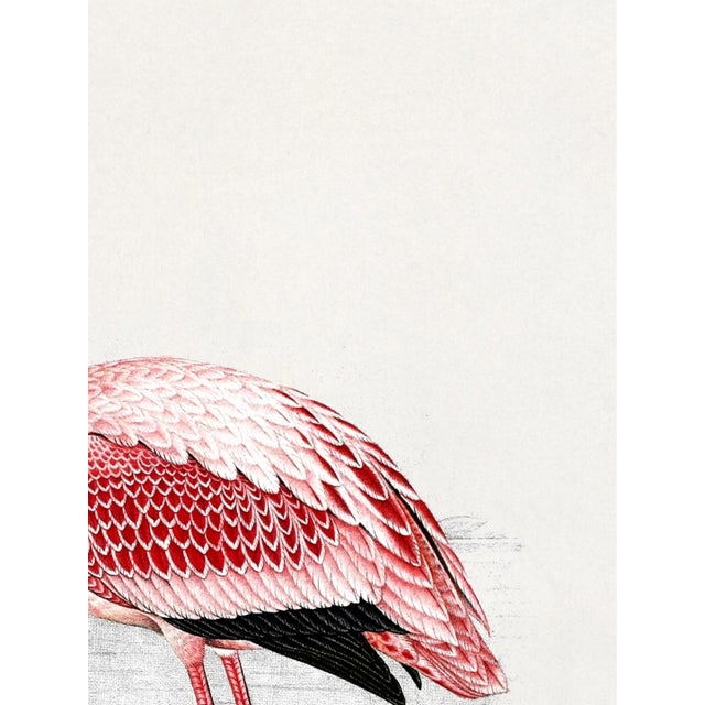 Lesser Flamingo by C. G. Finch-Davies, Vintage Reproduction Bird Art Print, 18″ × 24″ For Sale In Buffalo - Image 6 of 8