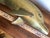 Brass Vintage Mid-Century Solid Brass 21-Inch Leaping Dolphin Sculpture For Sale - Image 8 of 12