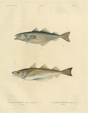 M. Paul Gaimard, Whiting and Saithe, 1842, Paper