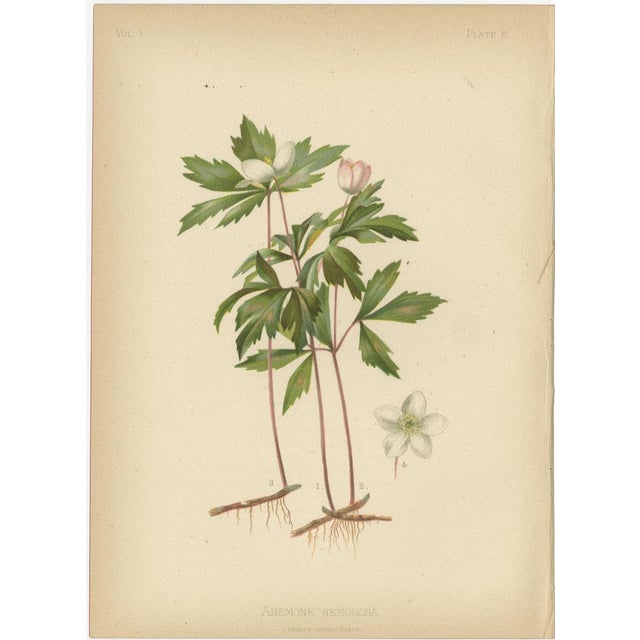 Paper Meehan, Native US Flora, Original Chromolithographs, 1879, Set of 6 For Sale - Image 7 of 8